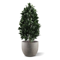 Piramide di Alloro Artificiale 105cm UV Deluxe