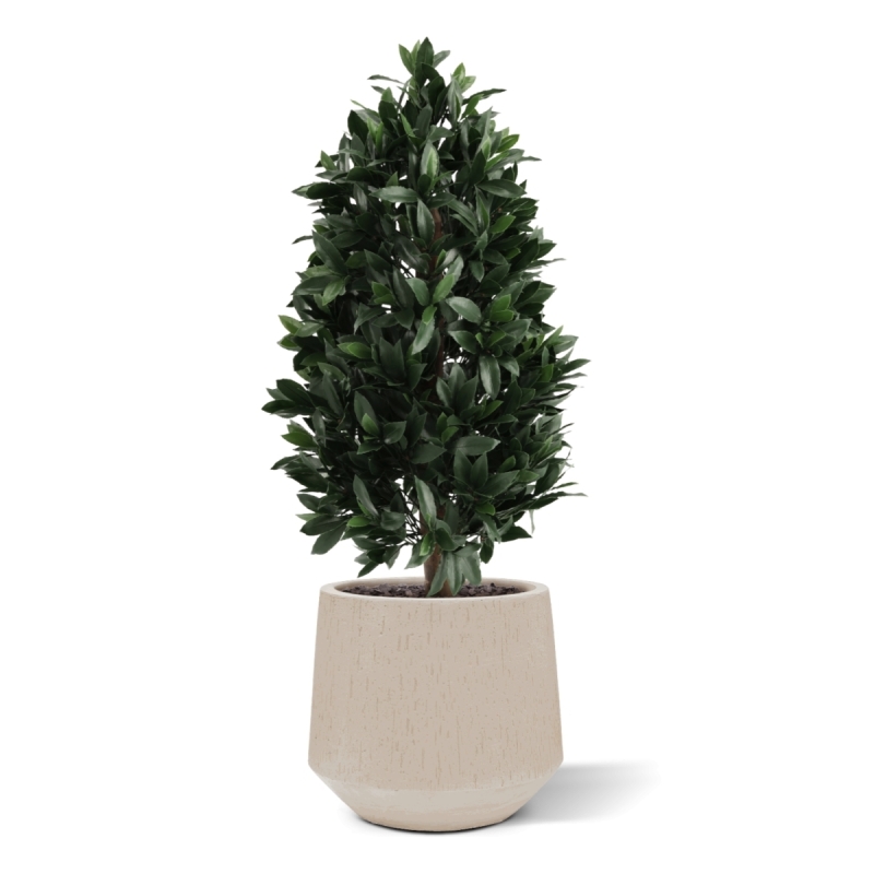 Piramide di Alloro Artificiale 105cm UV Deluxe