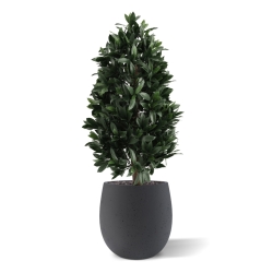 Piramide di Alloro Artificiale 105cm UV Deluxe