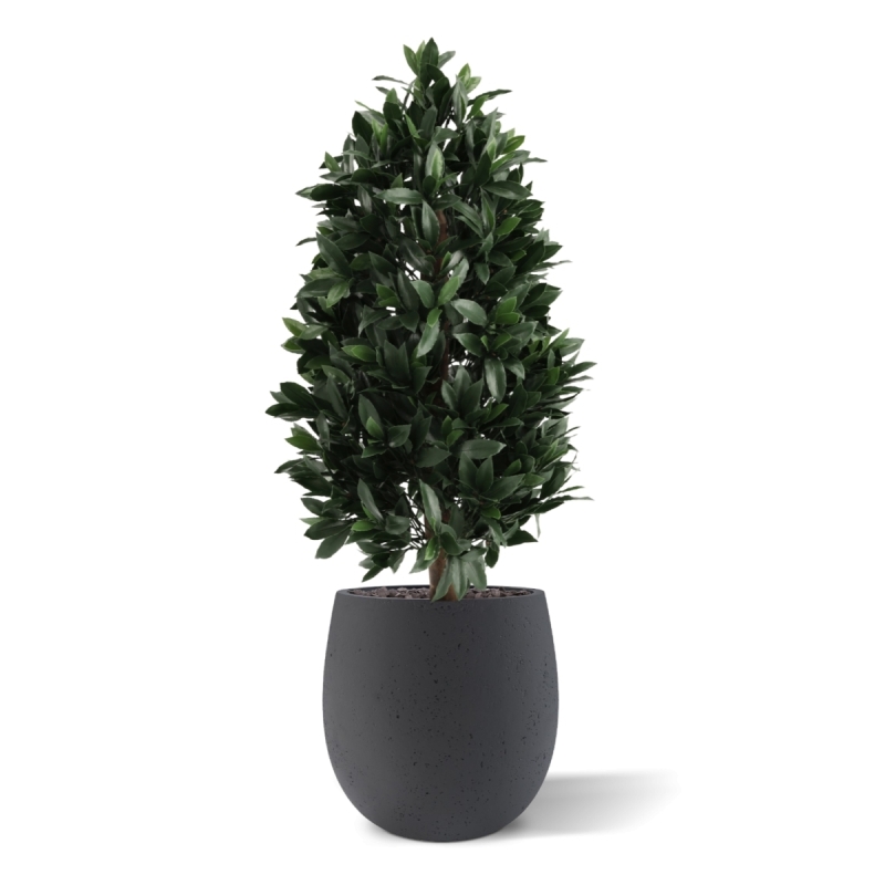 Piramide di Alloro Artificiale 105cm UV Deluxe