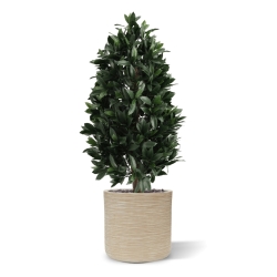 Piramide di Alloro Artificiale 105cm UV Deluxe