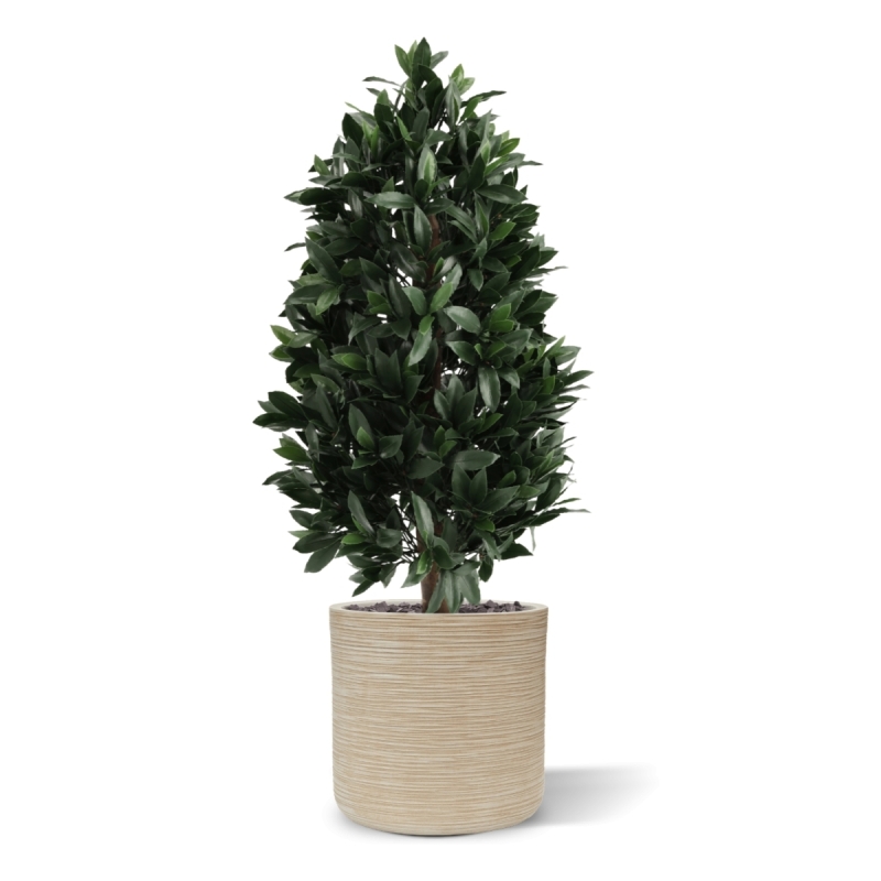 Piramide di Alloro Artificiale 105cm UV Deluxe