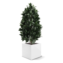 Piramide di Alloro Artificiale 105cm UV Deluxe