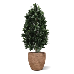 Piramide di Alloro Artificiale 105cm UV Deluxe