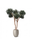 Olivo artificiale bonsai Deluxe 250cm