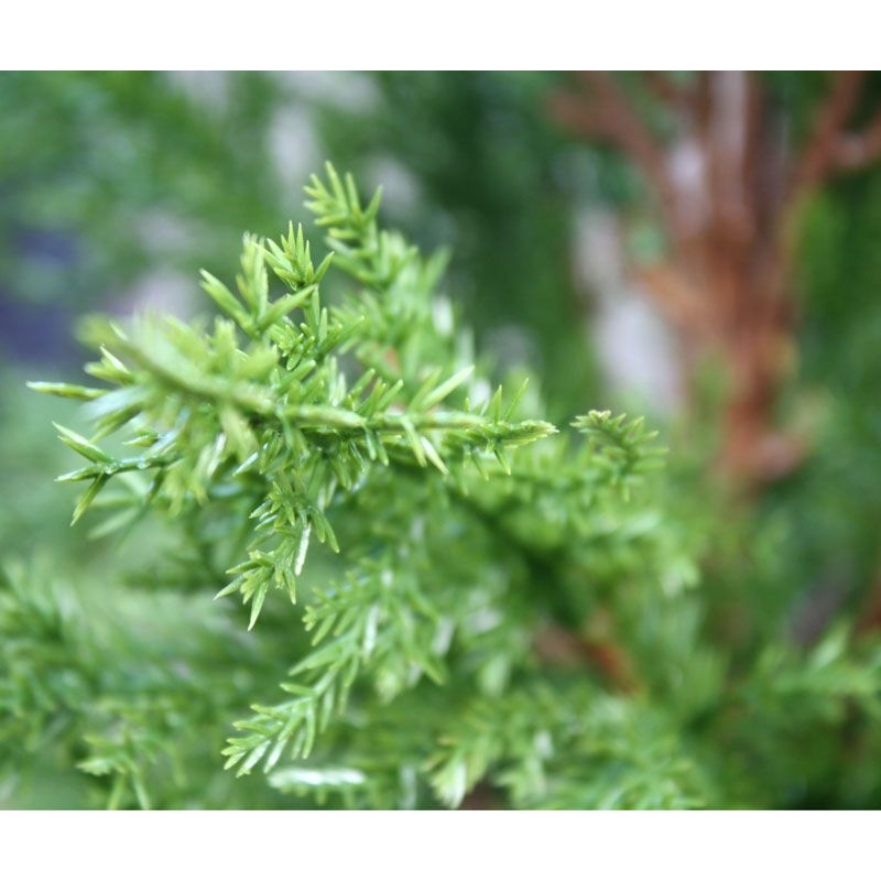 Pianta artificiale di conifera deluxe 120 cm - resistente ai raggi UV