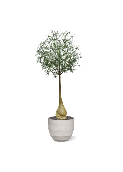 Albero artificiale Brachychiton Bottle 240 cm