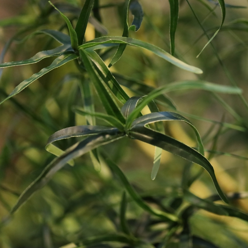 Albero artificiale Brachychiton Bottle 240 cm
