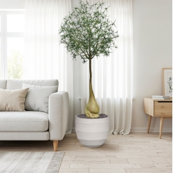 Albero artificiale Brachychiton Bottle 240 cm