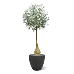 Albero artificiale Brachychiton Bottle 240 cm