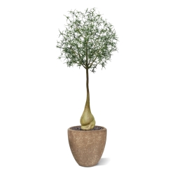 Albero artificiale Brachychiton Bottle 240 cm