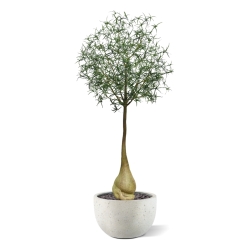 Albero artificiale Brachychiton Bottle 240 cm