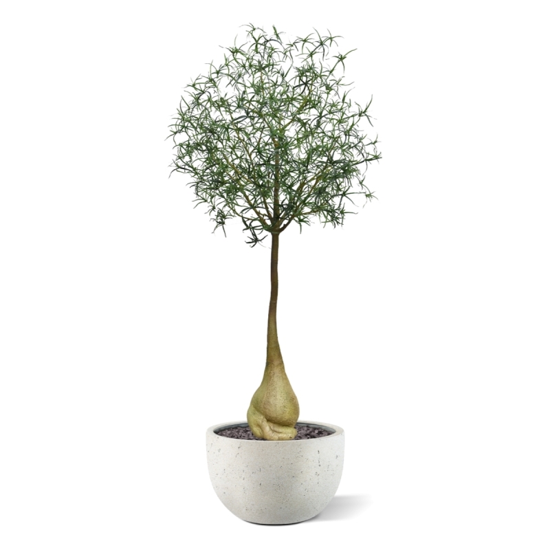 Albero artificiale Brachychiton Bottle 240 cm