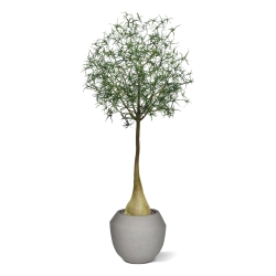 Albero artificiale Brachychiton Bottle 240 cm