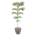 Bucida Buceras Artificiale 240cm NT verde