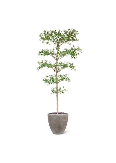 Bucida Buceras Artificiale 240cm NT verde
