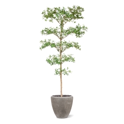 Bucida Buceras Artificiale 240cm NT verde
