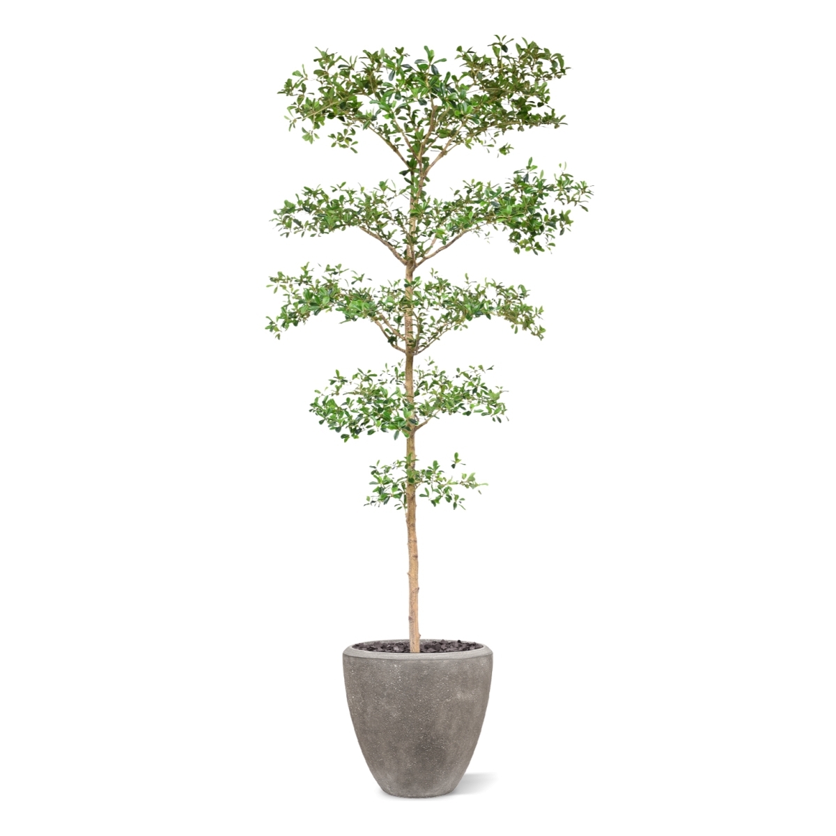 Bucida Buceras Artificiale 240cm NT verde