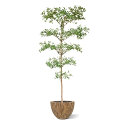 Bucida Buceras Artificiale 240cm NT verde