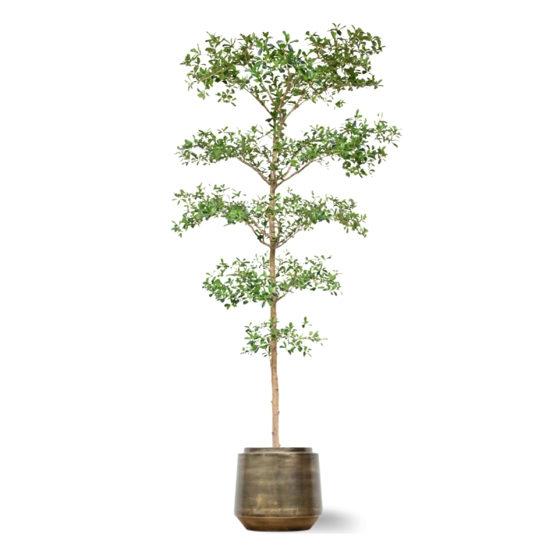 Bucida Buceras Artificiale 240cm NT verde