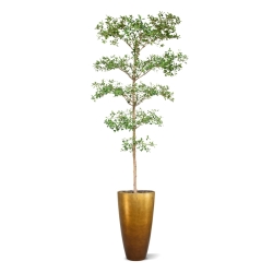 Bucida Buceras Artificiale 240cm NT verde