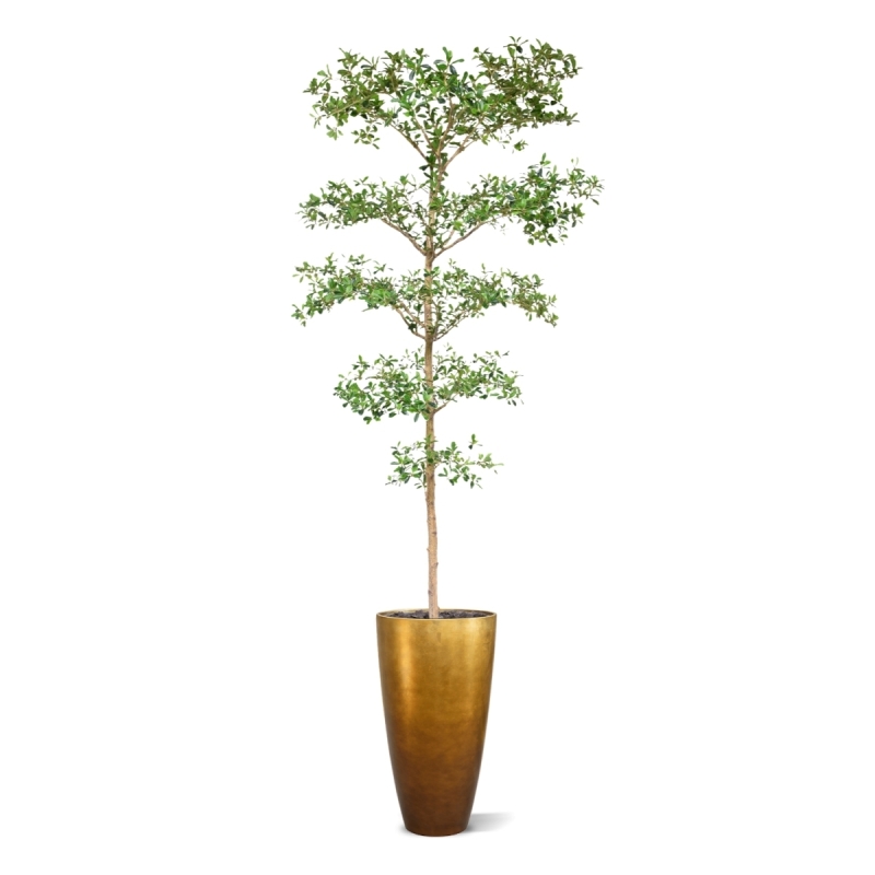 Bucida Buceras Artificiale 240cm NT verde