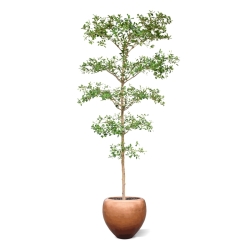 Bucida Buceras Artificiale 240cm NT verde