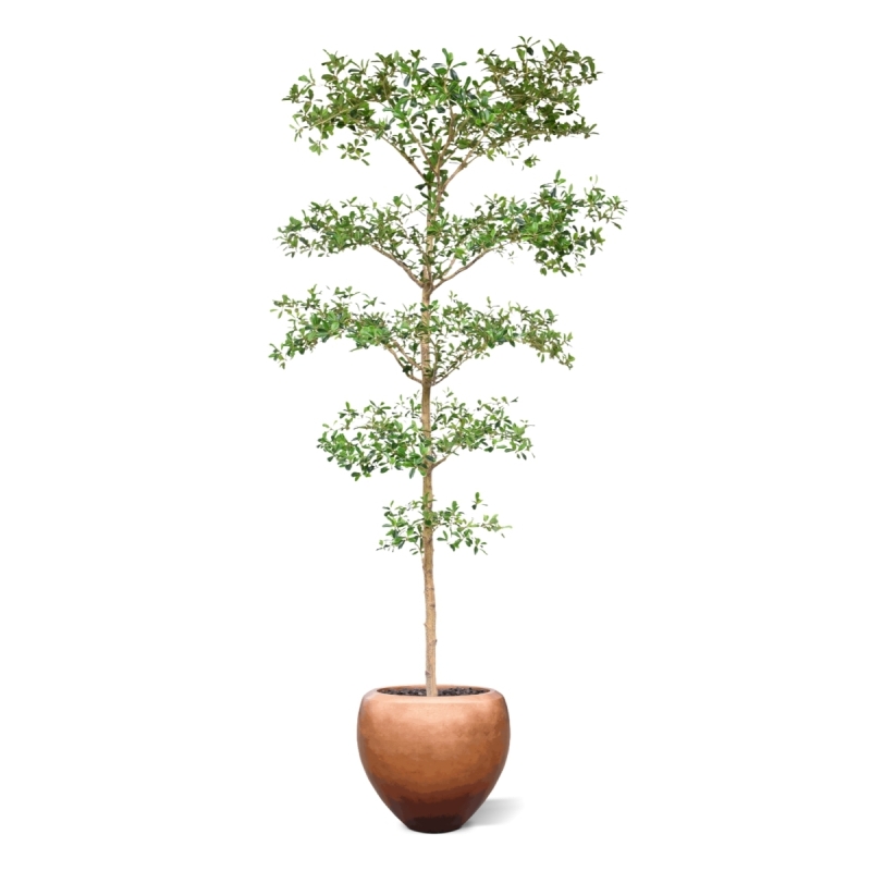 Bucida Buceras Artificiale 240cm NT verde