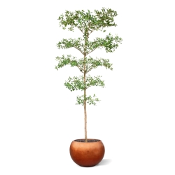 Bucida Buceras Artificiale 240cm NT verde