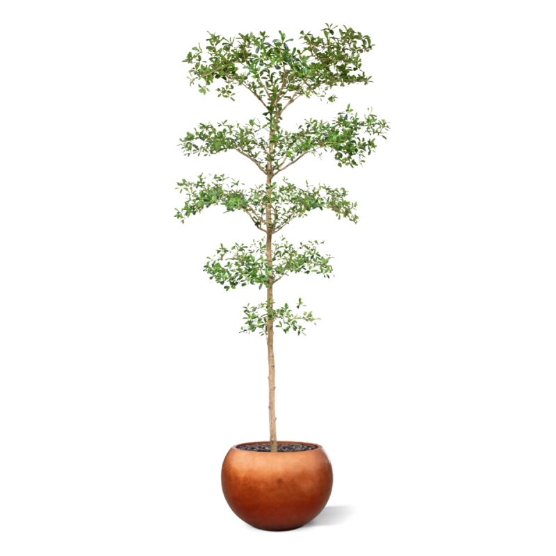 Bucida Buceras Artificiale 240cm NT verde