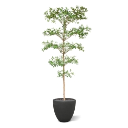 Bucida Buceras Artificiale 240cm NT verde