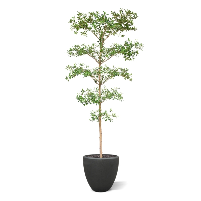 Bucida Buceras Artificiale 240cm NT verde