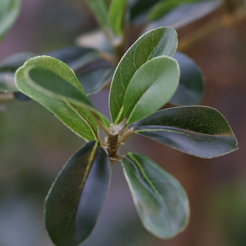 Bucida Buceras Artificiale 240cm NT verde