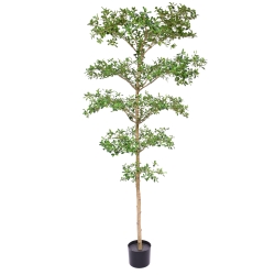 Bucida Buceras Artificiale 240cm NT verde