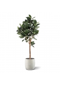 Albero artificiale Ficus Elastica Robusta Deluxe 200 cm