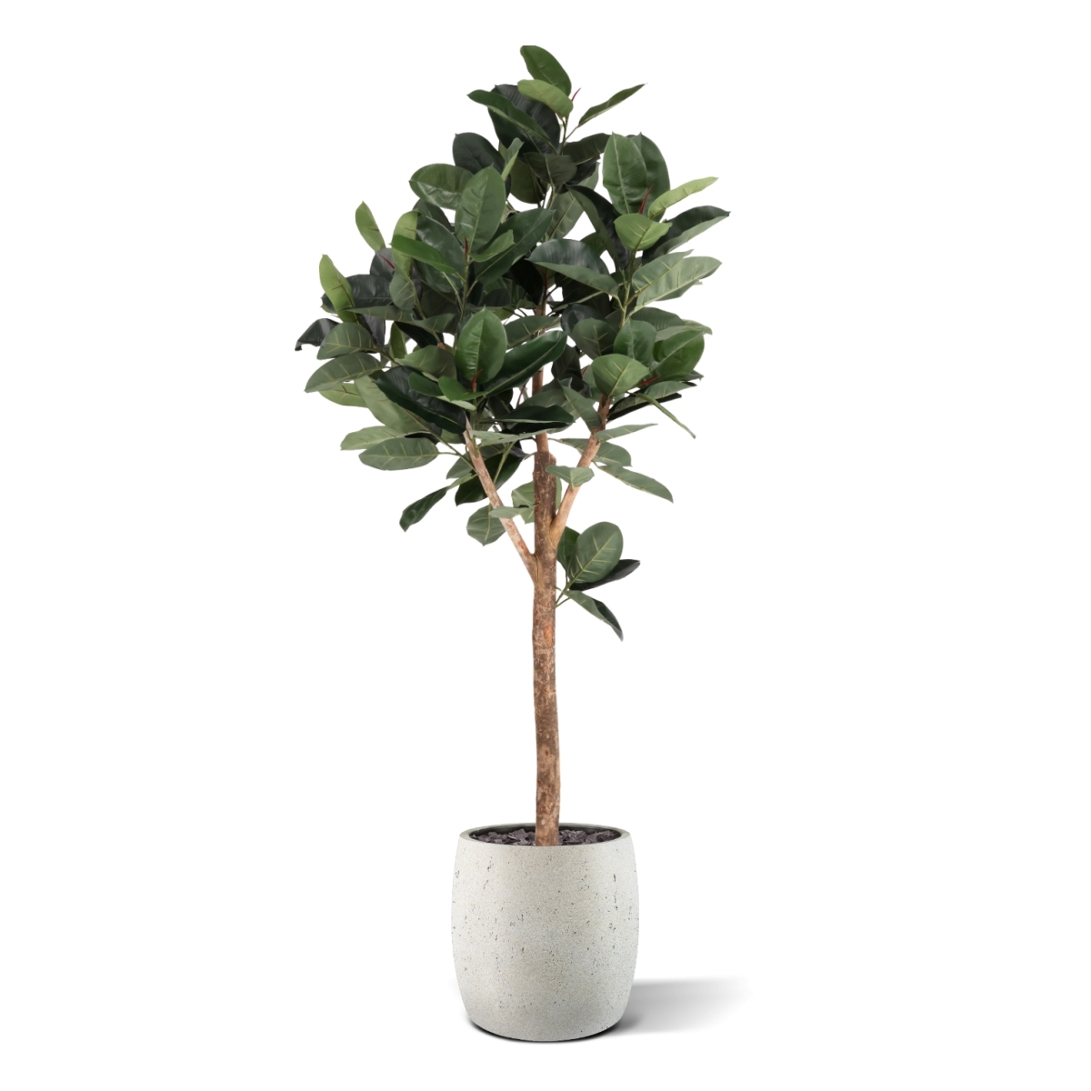 Albero artificiale Ficus Elastica Robusta Deluxe 200 cm