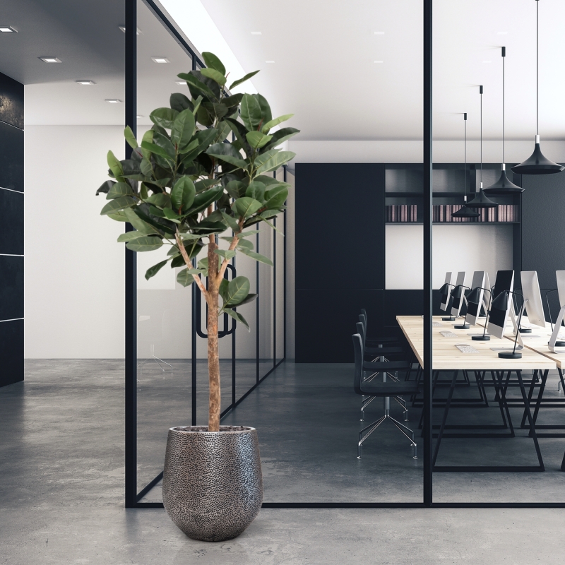 Albero artificiale Ficus Elastica Robusta Deluxe 200 cm