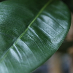 Albero artificiale Ficus Elastica Robusta Deluxe 200 cm