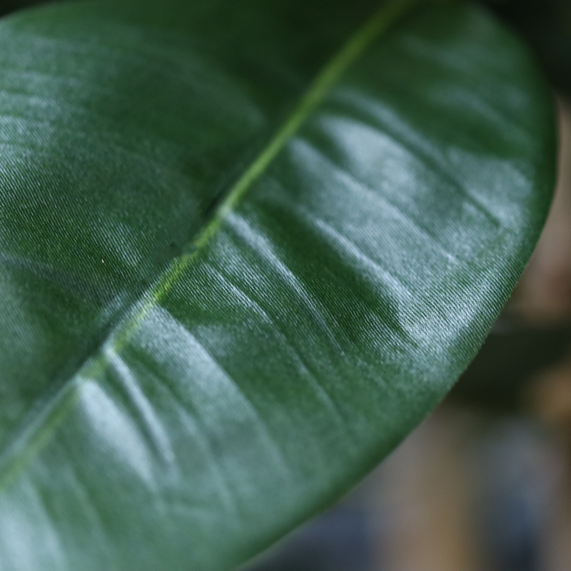 Albero artificiale Ficus Elastica Robusta Deluxe 200 cm