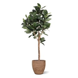 Albero artificiale Ficus Elastica Robusta Deluxe 200 cm