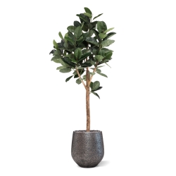Albero artificiale Ficus Elastica Robusta Deluxe 200 cm