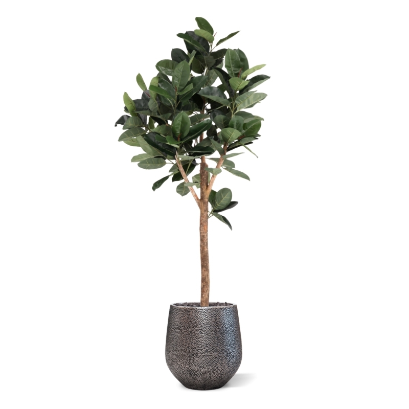 Albero artificiale Ficus Elastica Robusta Deluxe 200 cm