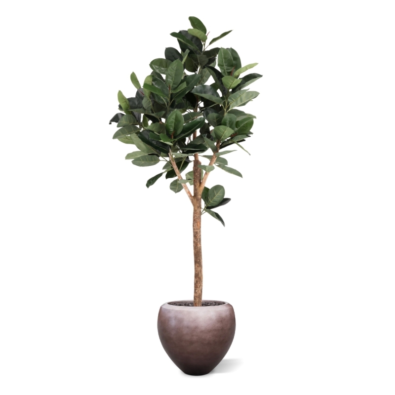 Albero artificiale Ficus Elastica Robusta Deluxe 200 cm