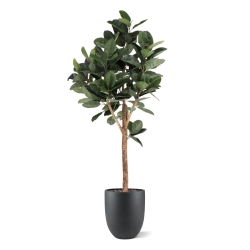 Albero artificiale Ficus Elastica Robusta Deluxe 200 cm