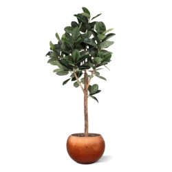 Albero artificiale Ficus Elastica Robusta Deluxe 200 cm
