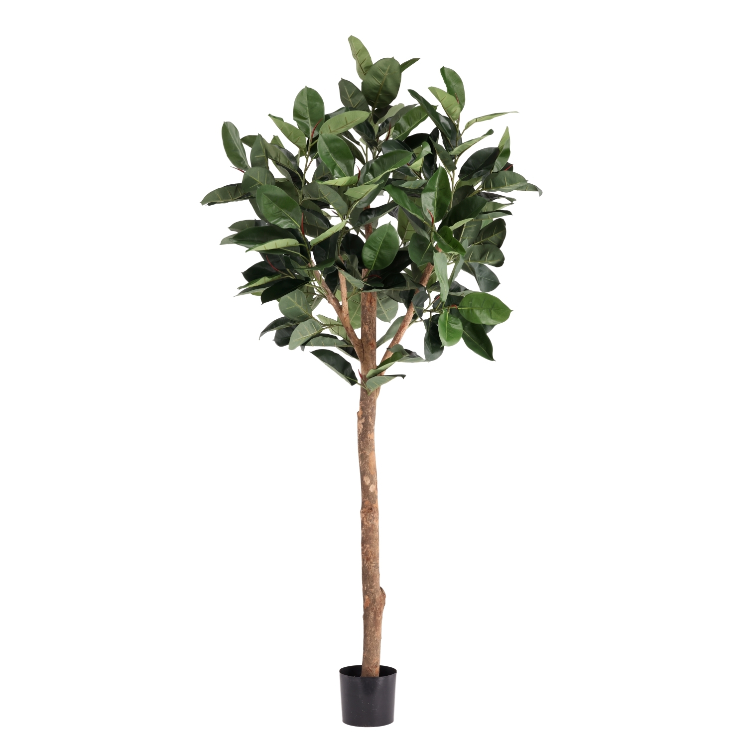 Albero artificiale Ficus Elastica Robusta Deluxe 230 cm