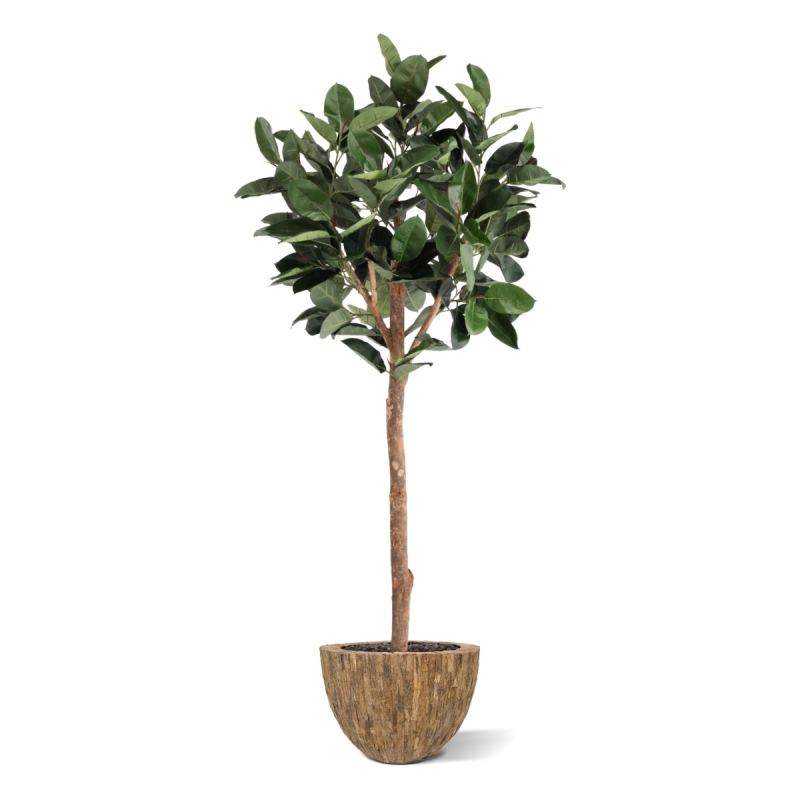 Albero artificiale Ficus Elastica Robusta Deluxe 230 cm