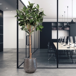 Albero artificiale Ficus Elastica Robusta Deluxe 230 cm