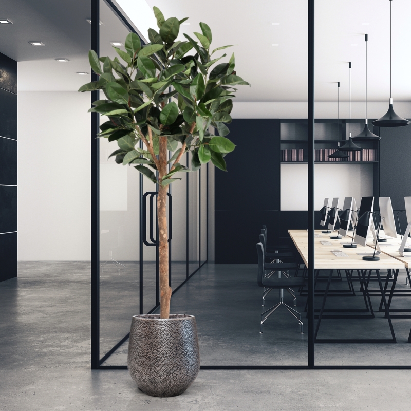 Albero artificiale Ficus Elastica Robusta Deluxe 230 cm