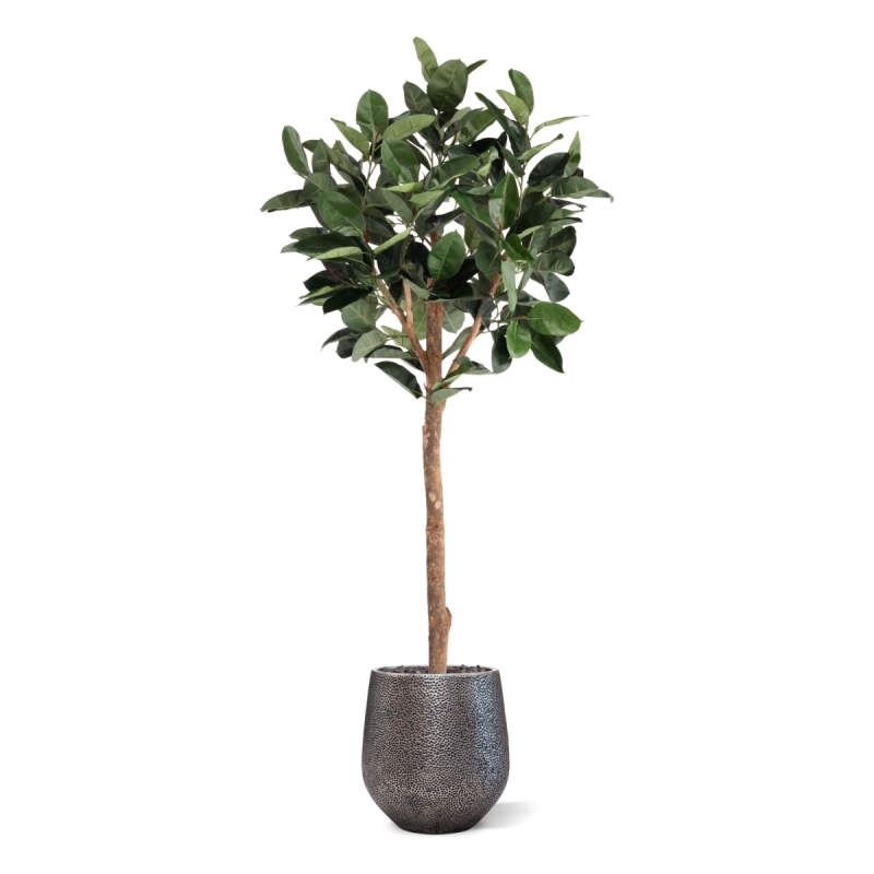 Albero artificiale Ficus Elastica Robusta Deluxe 230 cm